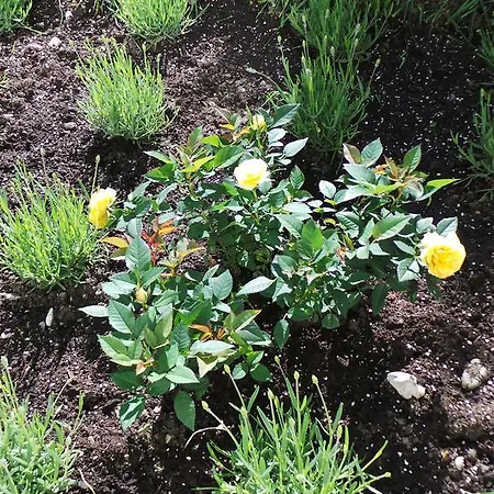 Yeti Lux - Art 公寓 *